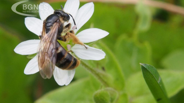 GMOs kill bees, and from there directly poison us, too